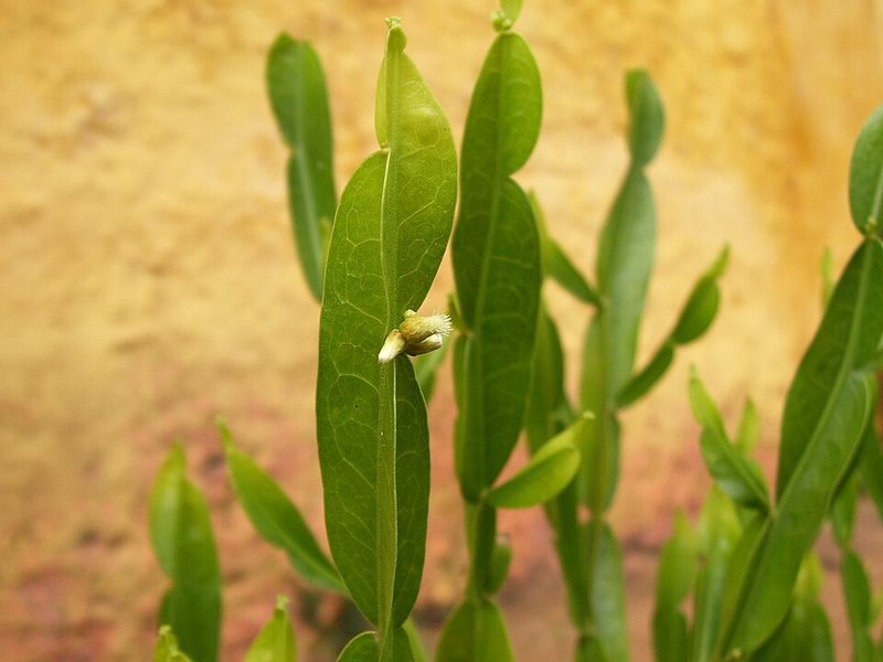 Carqueja (Baccharis trimera) — planta medicinal