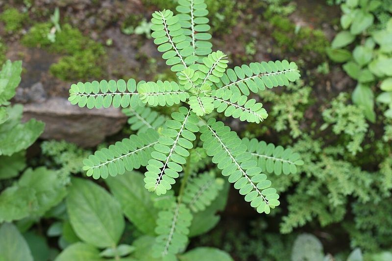 Chanca Piedra (Phyllanthus niruri) — planta medicinal