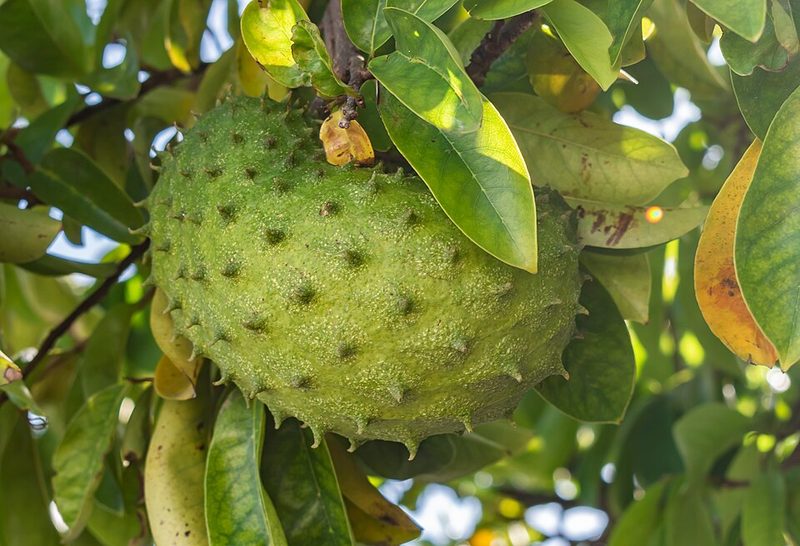 Graviola (Annona muricata) — planta medicinal