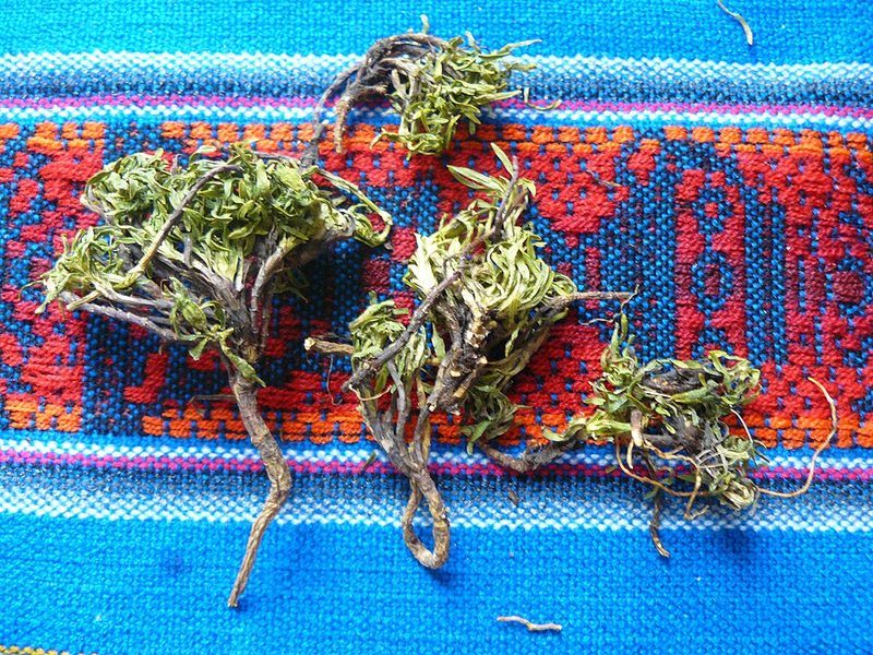 Hercampuri (Gentianella alborosea) — planta medicinal