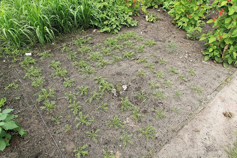 Maca (Lepidium meyenii) — planta medicinal