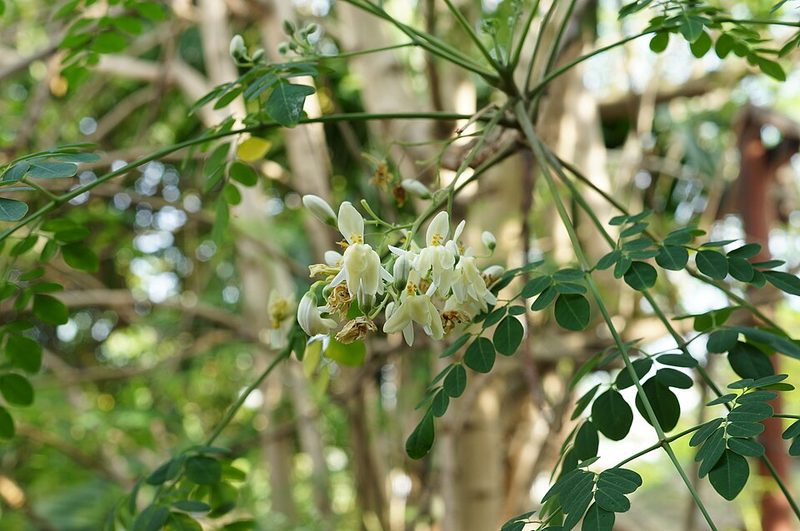 Moringa (Moringa oleifera) — planta medicinal