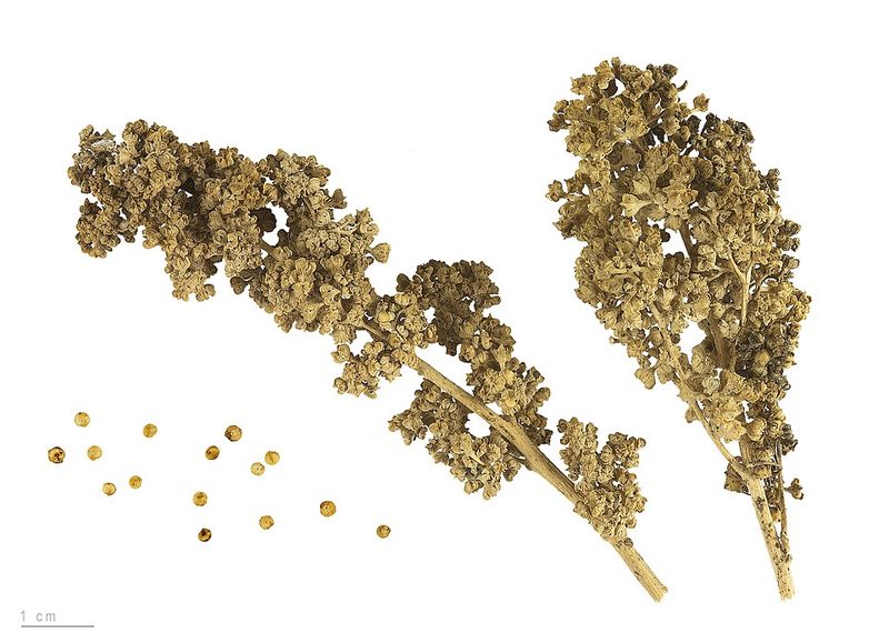 Quinoa (Chenopodium quinoa) — planta medicinal