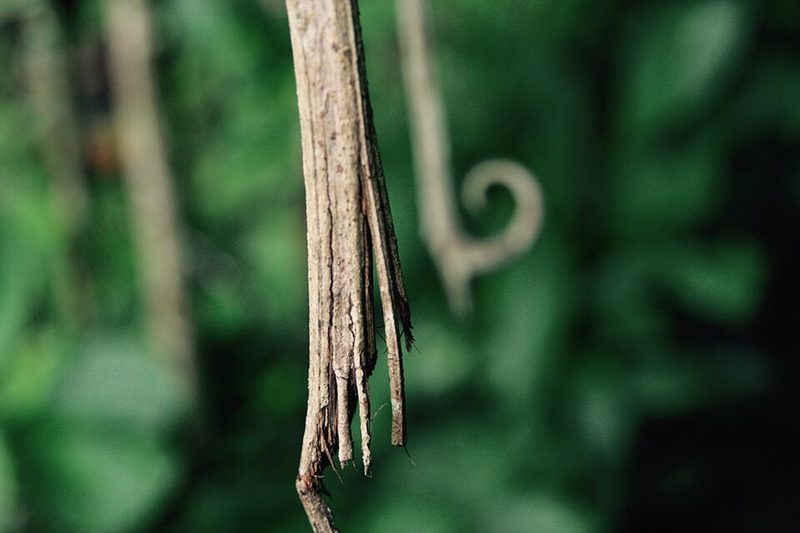 Una de Gato (Uncaria tomentosa) — planta medicinal