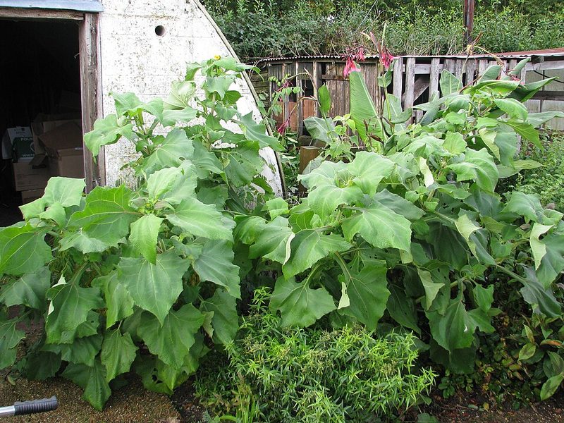 Yacon (Smallanthus sonchifolius) — planta medicinal